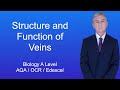 Circulatory System Function and Structure