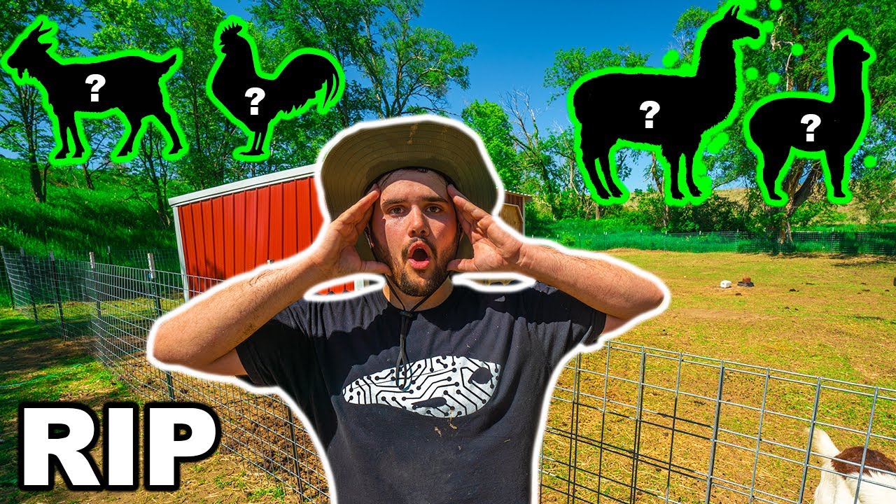 My BACKYARD FARM Animal is DEAD!