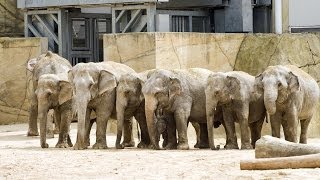 Kölner Zoo Elefanten / Cologne Zoo Elephants