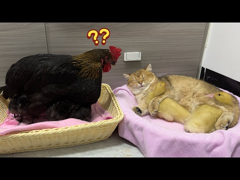 The hen was amazed to see the kitten hugging the duckling tightly and falling asleep.cute funny??