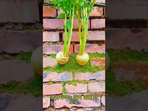 서울 사람들은 담장에 채소를 키운다