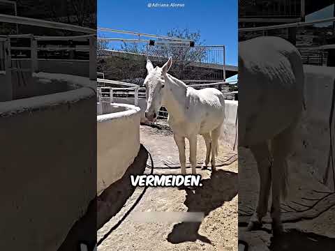 Dieses Pferd hat die Maschine ausgetrickst 😮