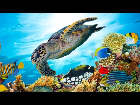 Beautiful Relaxing Music, Underwater Tropical fish, Coral reefs, Sea Turtles in 4k by Tim Janis