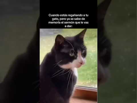 Gato conteston 😼💢 romadistribution