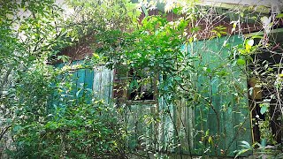 Essa casa abandonada escondida no mato guarda uma HISTÓRIA OBSCURA: coisas estranhas acontecem aqui
