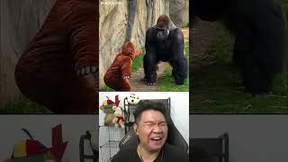 Trung Bình Đàn Ông 🦍 #buronreaction #funny #viral #shorts