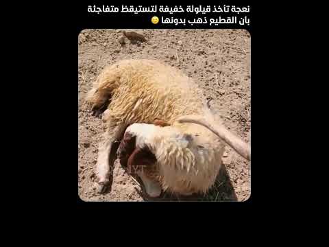 النوم سلطان 😍