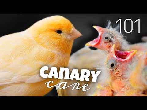 Ultimate Canary Care Guide 🐥 Everything You Need to Know!🐥