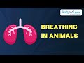 Breathing Mechanisms in Animals