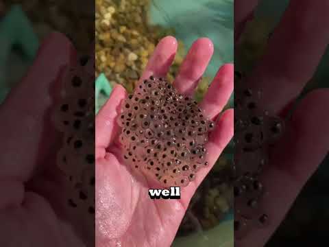 You NEVER guess what this is!?