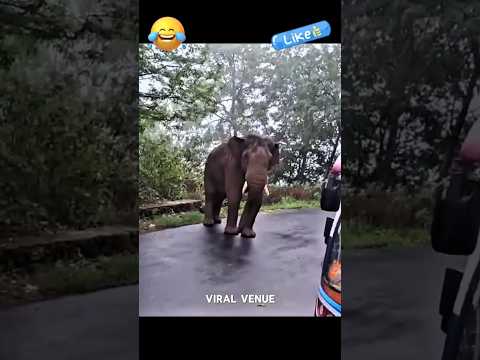 🐘 கபாலி... ஒரே ஒரு செல்ஃபி! 🐘😅🤣
