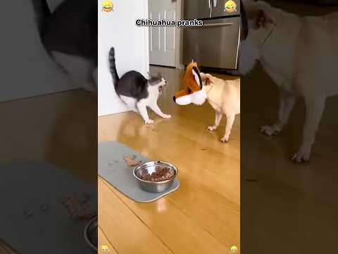Chihuahua prank #chihuahua #funny #dog #prank #fyp