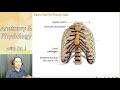 Rib Anatomy and Functions