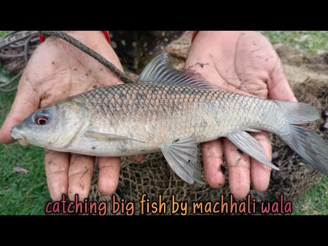 cast net fishing videos in village by machhali wala - catching fish by village women