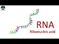 RNA and DNA Concepts Assessment
