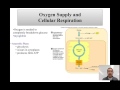 Cellular Respiration and Muscle Function