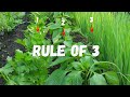 Companion Planting and Pest Control