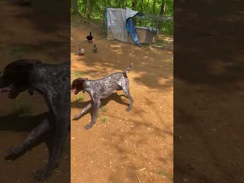 Dog hilariously chased by ducks in Maryville, USA