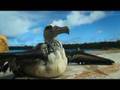 Impact of Plastic on Albatrosses