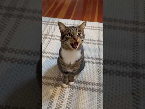 He started stomping when he meows