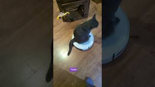 Misty is obsessed!! #cats #catlife #catshorts #catvideos #catlady