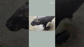 See the adorable (and squishy) pygmy hippo born in Kansas #Shorts