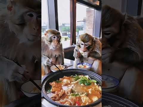 #monkeys