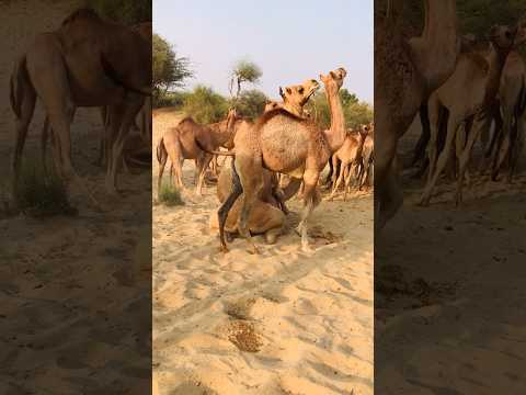 The camel is at work. The camel baby is bothering the big camel #shorts