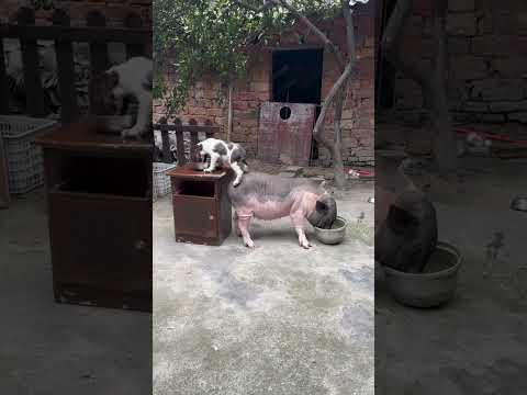 The pig my friends love