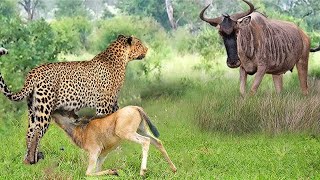 A Terrifying Battle - The Painful End For The Leopard When It Foolishly Hunted The Wildebeest