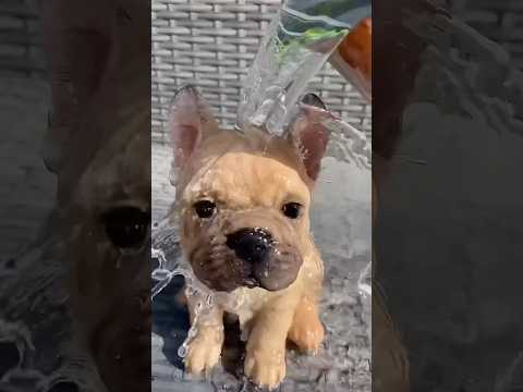 #puppy #frenchbulldog #frenchie #bulldog #pets #dog #magic #dogmagic #americanbully #chihuahuafanclu