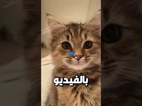 قام هذا الشاب بشئ جنوني!!! #اكسبلور #shorts