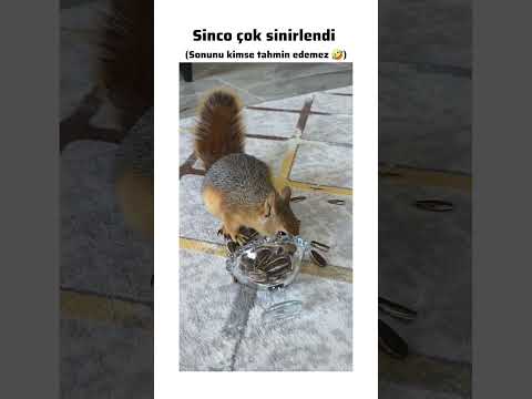 Abone olmayı unutmayın 🐿 #lifeisbutadream #squirrel #animals #funny #cute #trend #wildlife #pets