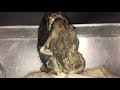 Cat Muscle Identification and Functions