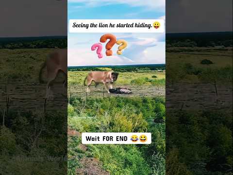 The lion asked, do you also run? S242 #birds #lion #funny #shorts