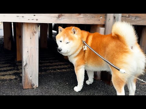 行き止まりから戻るときの顔があまりにもしょぼくれすぎている柴犬