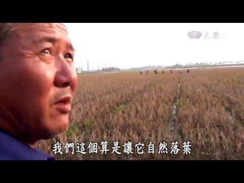 【農夫與他的田】20160321 - 老鷹紅豆的故事 - YouTube(48分)