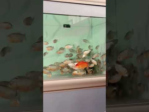 Piranha swarming their prey