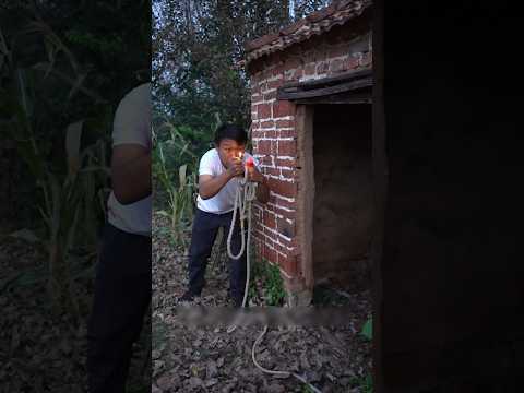 Phát hiện người rừng trồng bụi bắp