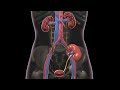 Kidney Transplantation Concepts