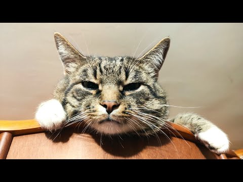 Funny Cat Videos 😻 And Dogs 🐶 Funny Animals Part 7