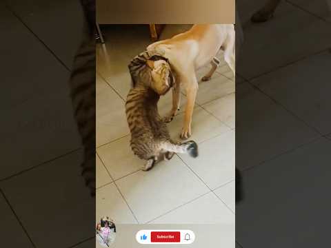 The end 😂😂#funny #short #ytshorts #animals #pets #dogs #dog #cats #cat  #viral 🤣🤣🤣[195] Funny Cats