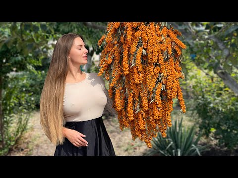 Harvesting and Preserve Sea Buckthorn for Winter l Relaxing Cooking in Village