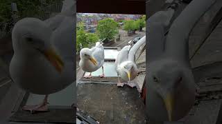 My Pet Seagulls Fight Over Salmon!