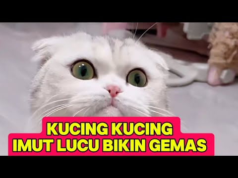 Kucing imut bikin gemas part 1