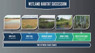 Wetlands Part 2 - Habitat Succession
