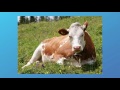 Understanding Dominance in Genetics