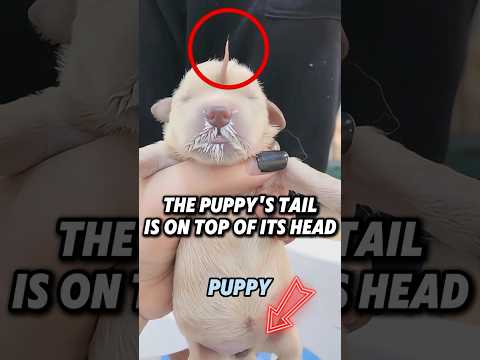 This puppy has a tail on its head and butt