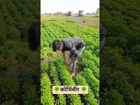 नाद कोथिंबीर 🍀☘️