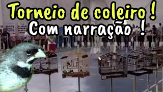 OLHA ESSE TORNEIO DE COLEIRO   ! #coleiro #papacapim #coleirobaiano